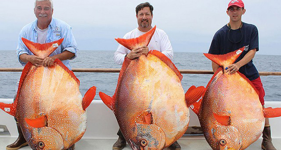 تعبیر خواب ماهی خیلی بزرگ ، معنی دیدن ماهی خیلی بزرگ در خواب های ما چیست