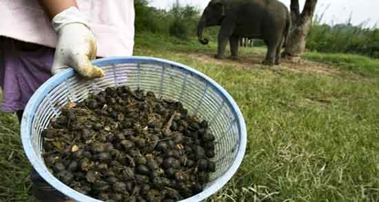 تعبیر خواب مدفوع حیوانات ، از نظر حضرت یوسف و بوی مدفوع در خواب تعبیر خواب مدفوع حیوانات ، از نظر حضرت یوسف و بوی مدفوع در خواب