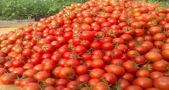 تعبیر خواب مرده گوجه فرنگی بدهد ، دادن و گرفتن گوجه از ظرف مرده در خواب