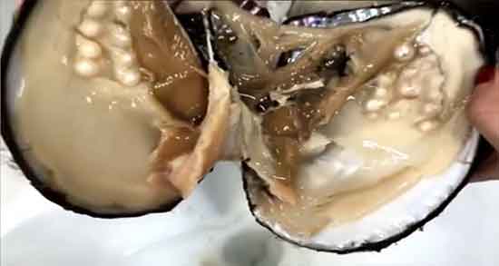 تعبیر خواب مروارید در شکم ماهی ؛ معنی دیدن مروارید در شکم ماهی در خواب
