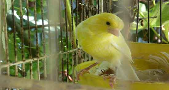 تعبیر خواب مرگ پرنده در قفس ، معنی مردن پرنده در قفس چیست تعبیر خواب مرگ پرنده در قفس ، معنی مردن پرنده در قفس چیست