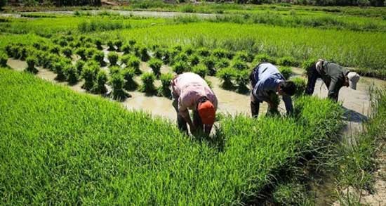 تعبیر خواب مزرعه برنج رسیده ، معنی دیدن مزرعه برنج رسیده در خواب ما چیست