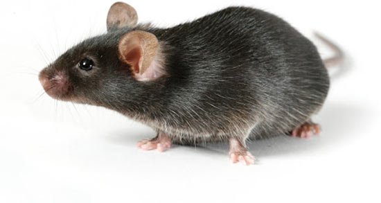 تعبیر خواب موش از دیدگاه یونگ ، معنی دیدن موش در خواب های ما چیست تعبیر خواب موش از دیدگاه یونگ ، معنی دیدن موش در خواب های ما چیست