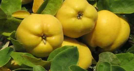 تعبیر خواب میوه به ، برای زن باردار امام صادق و ابن سیرین و دیدن درخت به