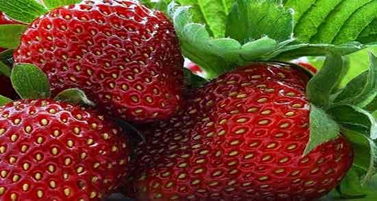 تعبیر خواب میوه توت فرنگی ؛ معنی دیدن میوه توت فرنگی در خواب چیست