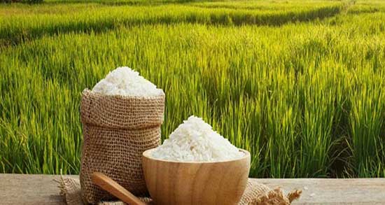 تعبیر خواب نشاکاری برنج ، معنی دیدن نشاکاری برنج در خواب های ما چیست