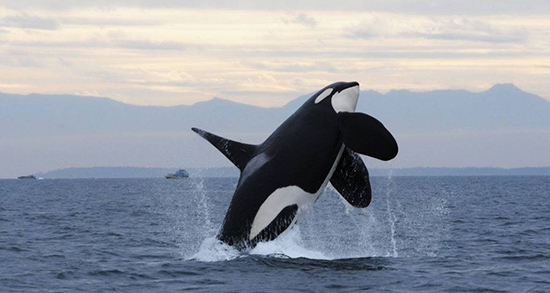 تعبیر خواب نهنگ در خانه ، معنی دیدن نهنگ در خانه در خواب های ما چیست