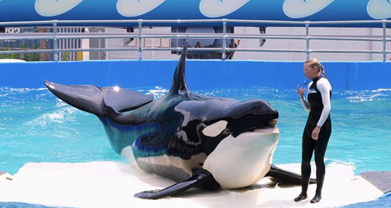 تعبیر خواب نهنگ سفید در خانه و استخر امام صادق و حضرت یوسف تعبیر خواب نهنگ سفید ، معنی دیدن نهنگ سفید در خواب های ما چیست