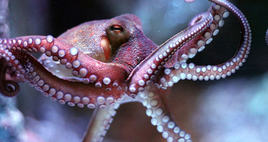 تعبیر خواب هشت پا در دریا ، معنی دیدن هشت پا در دریا در خواب های ما چیست تعبیر خواب هشت پا در دریا ، معنی دیدن هشت پا در دریا در خواب های ما چیست