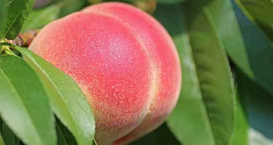 تعبیر خواب هلو در بارداری ، خوردن و هلو و شلیل در بارداری برای زن باردار
