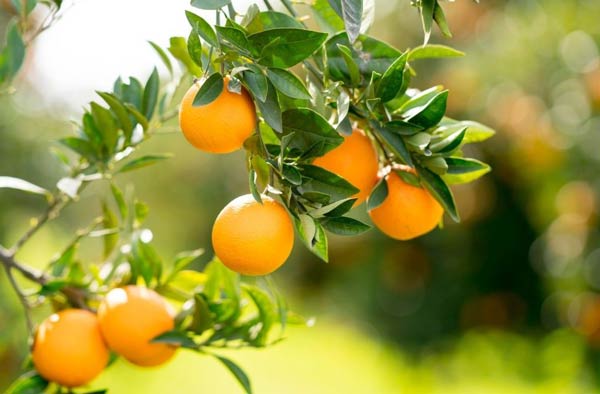 تعبیر خواب پرتقال خریدن + معنی پرتقال خریدن در خواب های ما چیست