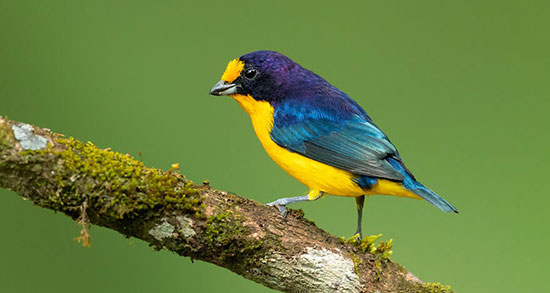 تعبیر خواب پرنده آبی رنگ ، معنی دیدن پرنده آبی رنگ در خواب های ما چیست