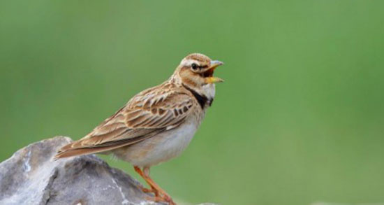 تعبیر خواب پرنده طرقه ، معنی دیدن پرنده طرقه در خواب های ما چیست تعبیر خواب پرنده طرقه ، معنی دیدن پرنده طرقه در خواب های ما چیست