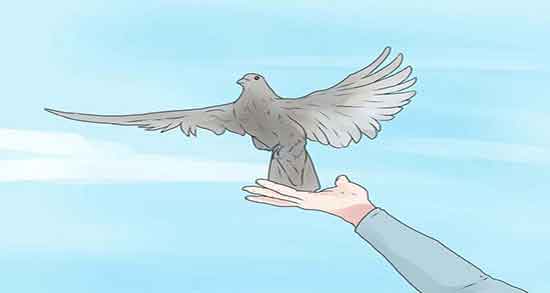 تعبیر خواب پرواز دادن کبوتر در خواب ، و گرفتن کبوتر قرمز و سیاه و سفید