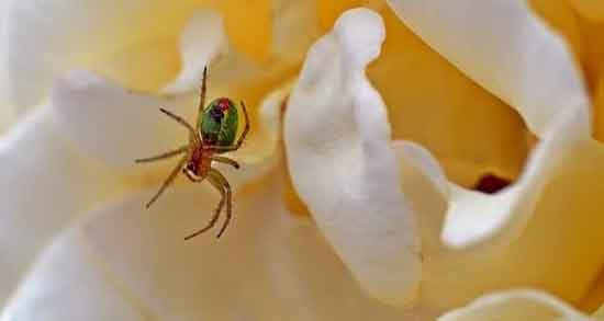 تعبیر خواب پریدن عنکبوت روی فرد ، و تار عنکبوت حضرت یوسف در خواب تعبیر خواب پریدن عنکبوت روی فرد ، و تار عنکبوت حضرت یوسف در خواب