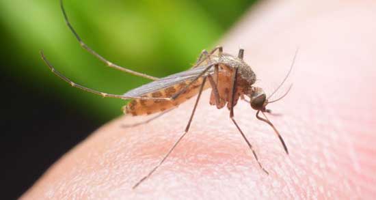 تعبیر خواب پشه کوره ریز و سیاه در گوش رفتن امام صادق و ابن سیرین تعبیر خواب پشه کوره ، معنی دیدن پشه کوره در خواب های ما چیست