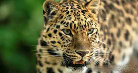 تعبیر خواب پلنگ زرد ، معنی دیدن پلنگ زرد در خواب چیست تعبیر خواب پلنگ زرد ، معنی دیدن پلنگ زرد در خواب چیست