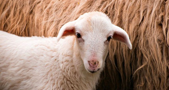 تعبیر خواب پوست گوسفندی ، معنی دیدن پوست گوسفندی در خواب چیست تعبیر خواب پوست گوسفندی ، معنی دیدن پوست گوسفندی در خواب چیست