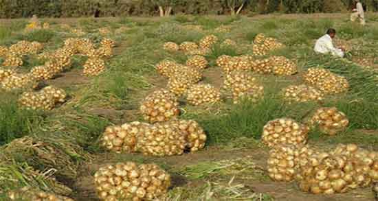 تعبیر خواب پیاز امام صادق ؛ ابن سیرین و حضرت یوسف و یونگ و منوچهر مطیعی