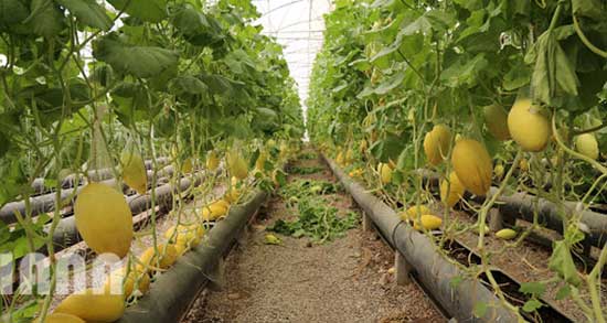 تعبیر خواب چیدن خربزه و هندوانه از بوته حضرت یوسف و امام صادق و ابن سیرین تعبیر خواب چیدن خربزه ، معنی دیدن چیدن خربزه در خواب های ما چیست