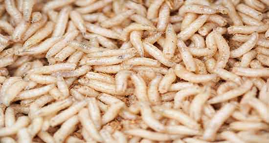 تعبیر خواب کرم در مدفوع ، دیدن و خارج شدن کرم از مدفوع و بدن انسان
