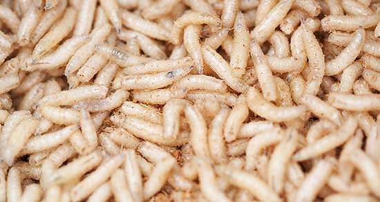 تعبیر خواب کرم سبز رنگ ، معنی دیدن کرم سبز رنگ در خواب های ما چیست تعبیر خواب کرم سبز رنگ ، معنی دیدن کرم سبز رنگ در خواب های ما چیست