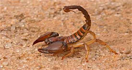 تعبیر خواب کشتن عقرب زرد ؛ معنی کشتن عقرب زرد در خواب های ما چیست