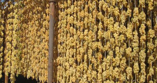 تعبیر خواب کشمش سفید ، معنی دیدن کشمش سفید در خواب های ما چیست تعبیر خواب کشمش سفید ، معنی دیدن کشمش سفید در خواب های ما چیست