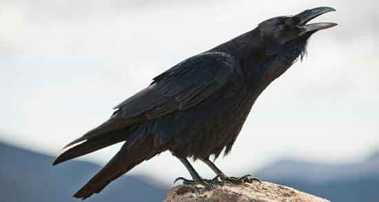 تعبیر خواب کلاغی که حرف میزند ، و نوک می زند و در حال پرواز ابن سیرین تعبیر خواب کلاغی که حرف میزند ، و نوک می زند و در حال پرواز ابن سیرین