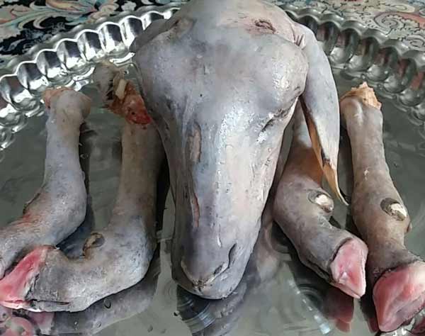 تعبیر خواب کله پاچه فیل + معنی کله پاچه فیل در خواب چیست