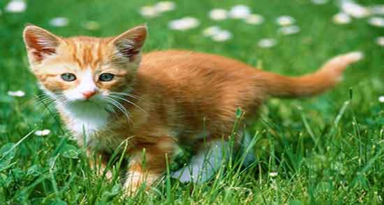 تعبیر خواب گربه سفید قهوه ای ، و خوردن مار توسط گربه سیاه و سفید در خانه