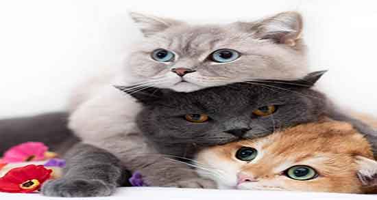 تعبیر خواب گربه مرده ، دیدن لاشه گربه در خانه و لاشه گربه سیاه حضرت یوسف