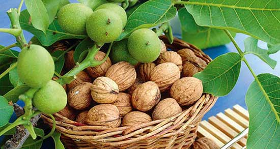 تعبیر خواب گردو تازه ، معنی دیدن گردو تازه در خواب های ما چیست