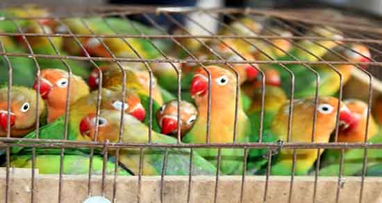 تعبیر خواب گرفتن طوطی ، معنی گرفتن طوطی در خواب های ما چیست