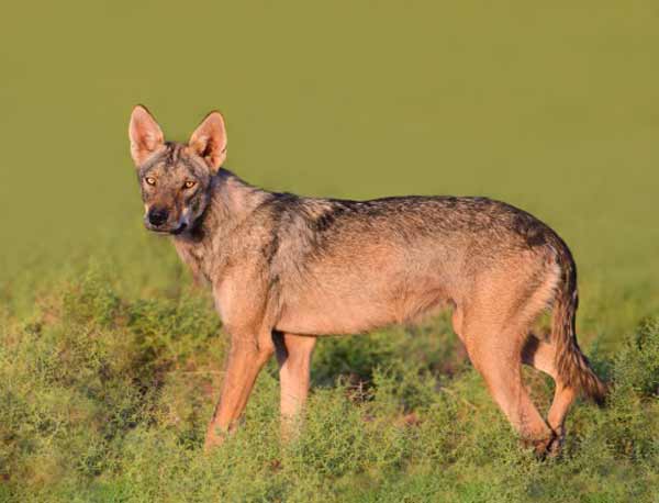 تعبیر خواب گرگ زشت + معنی گرگ زشت در خواب چیست