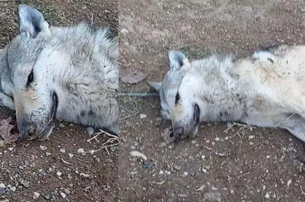تعبیر خواب گرگ کشته شده + معنی گرگ کشته شده در خواب چیست