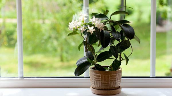 تعبیر خواب گل محبوبه شب + معنی گل محبوبه شب در خواب های ما چیست
