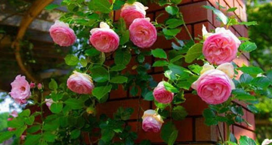 تعبیر خواب گل کاشتن ، معنی دیدن گل کاشتن در خواب های ما چیست