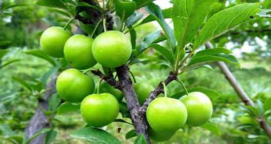 تعبیر خواب گوجه سبز خوردن ، و چیدن گوجه سبز از درخت و خوردن در خواب چیست