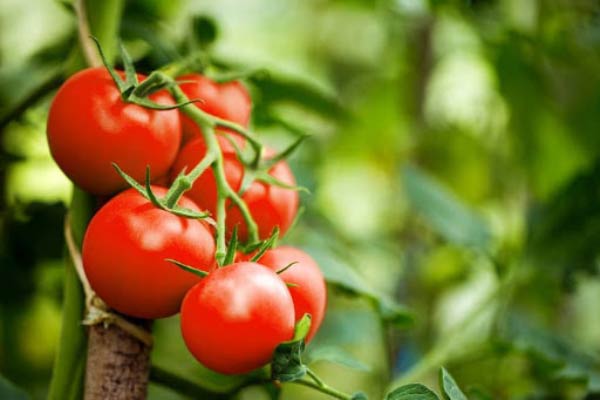 تعبیر خواب گوجه فرنگی برای زن متاهل + معنی گوجه فرنگی برای زن متاهل در خواب چیست