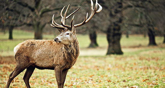 تعبیر خواب گوزن شاخدار مرده ، معنی دیدن گوزن شاخدار مرده در خواب تعبیر خواب گوزن شاخدار مرده ، معنی دیدن گوزن شاخدار مرده در خواب