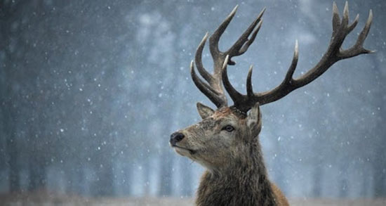 تعبیر خواب گوزن وحشی ، معنی دیدن گوزن وحشی در خواب های ما چیست تعبیر خواب گوزن وحشی ، معنی دیدن گوزن وحشی در خواب های ما چیست