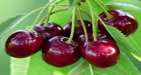 تعبیر خواب گیلاس برای زن حامله ، و دیدن آلبالو در بارداری برای زن باردار چیست