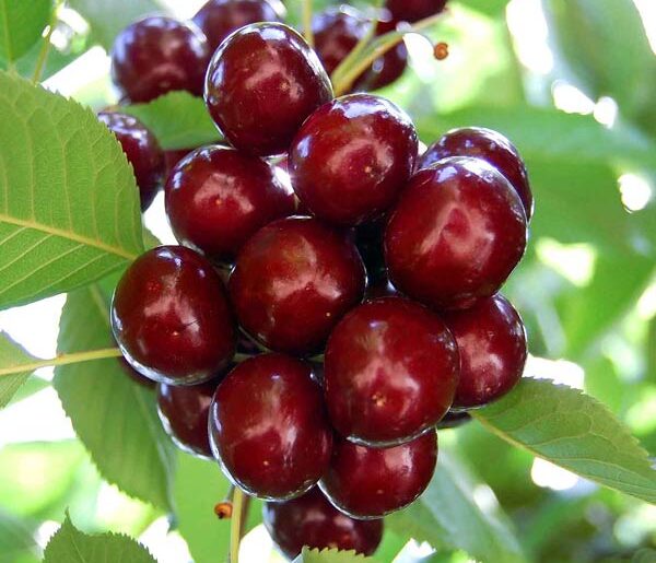 تعبیر خواب گیلاس چیدن امام صادق + معنی گیلاس چیدن از نظر امام صادق در خواب چیست