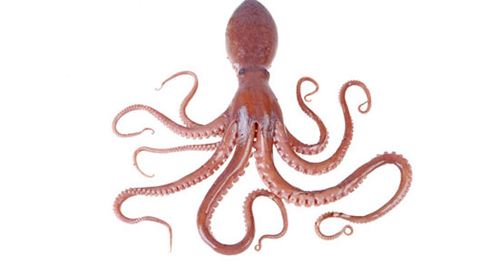 تعبیر هشت پا در فال قهوه ، معنی دیدن هشت پا در خواب های ما چیست