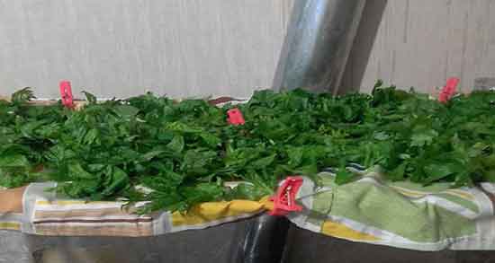 تلخی برگ کرفس ؛ چگونه تلخی برگ کرفس را در خورشت بگیریم