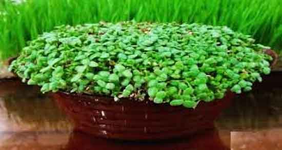 جوانه کنجد برای پوست ؛ ایا جوانه کنجد برای زیبایی پوست مفید است