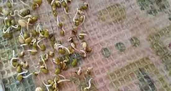 جوانه کنجد در خانه ؛ دستور تهیه جوانه کنجد به روش خانگی جوانه کنجد در خانه ؛ دستور تهیه جوانه کنجد به روش خانگی