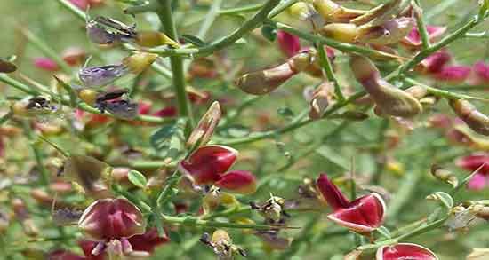 خارشتر برای دام ؛ ارزش غذایی خارشتر برای انواع دام و طیور