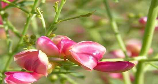 خارشتر برای چی خوبه ؛ ایا عرق خارخاسک و خارشتر برای بدن خوبه